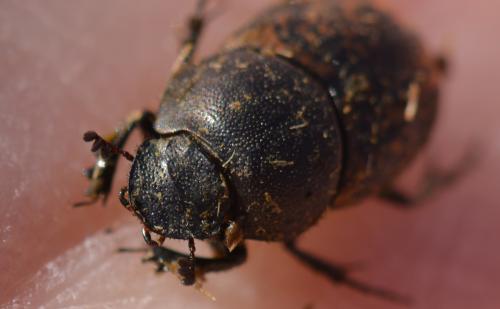 Onthophagus fracticornis